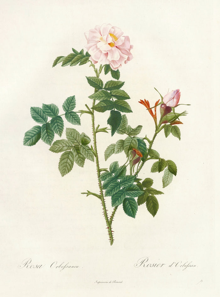 Rosa Orbessanea by Pierre Joseph Redouté, 1817