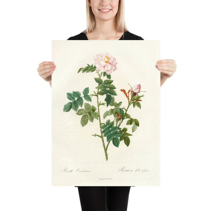 Rosa Orbessanea by Pierre Joseph Redouté, 1817