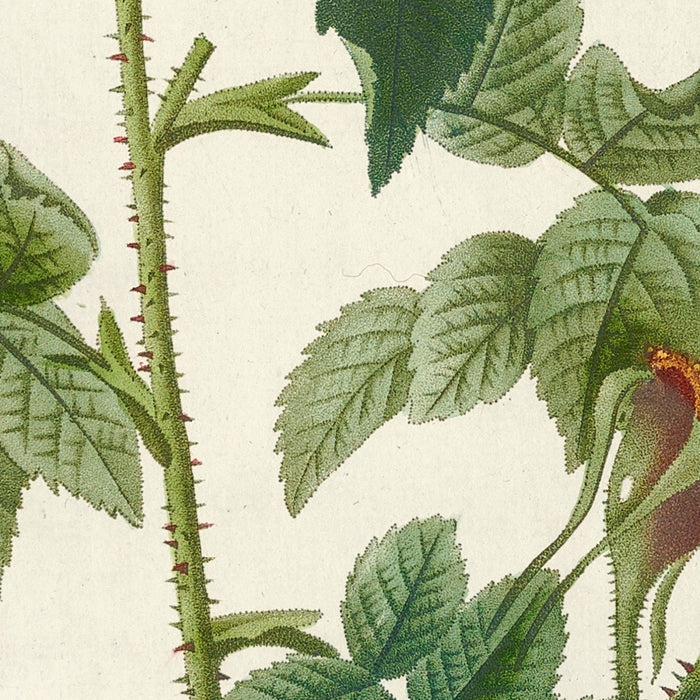 Rosa Orbessanea by Pierre Joseph Redouté, 1817
