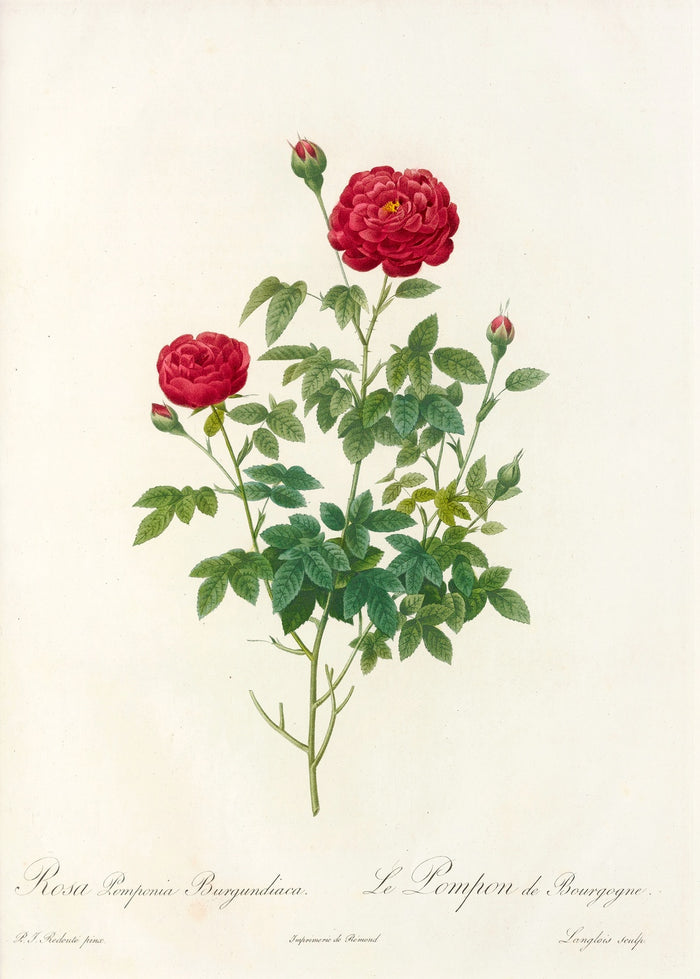 Rosa Pomponia Burgundiaca by Pierre Joseph Redouté, 1817