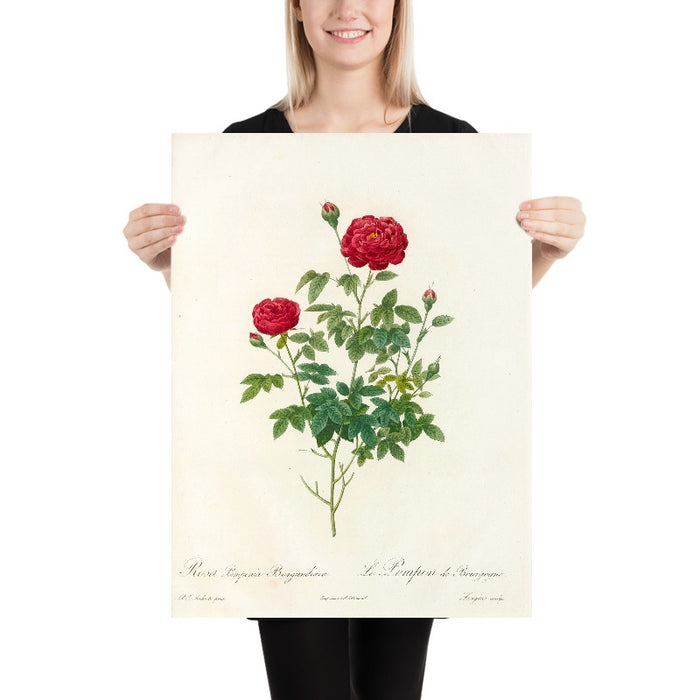 Rosa Pomponia Burgundiaca by Pierre Joseph Redouté, 1817