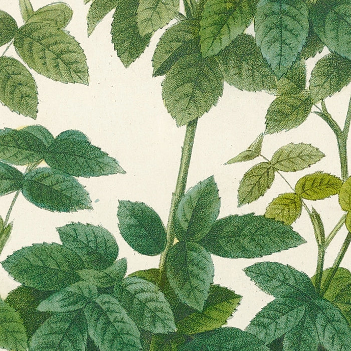 Rosa Pomponia Burgundiaca by Pierre Joseph Redouté, 1817