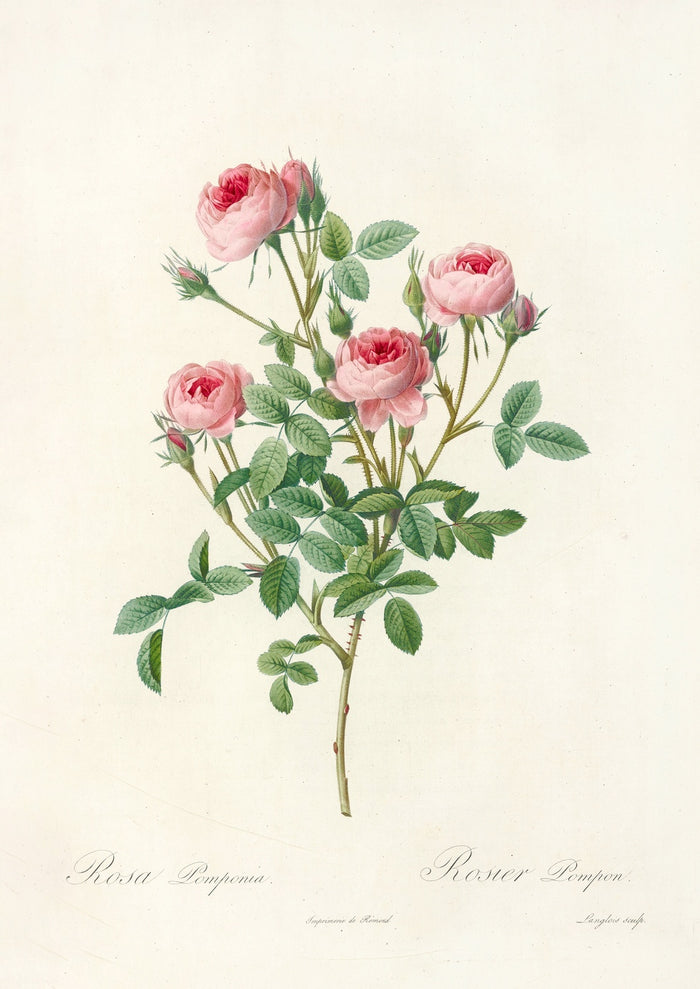 Rosa Pomponia by Pierre Joseph Redouté, 1817