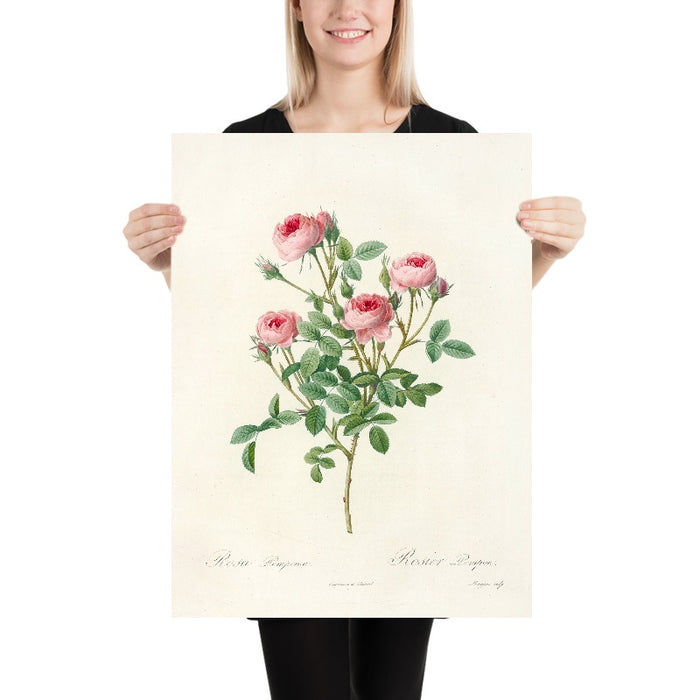 Rosa Pomponia by Pierre Joseph Redouté, 1817