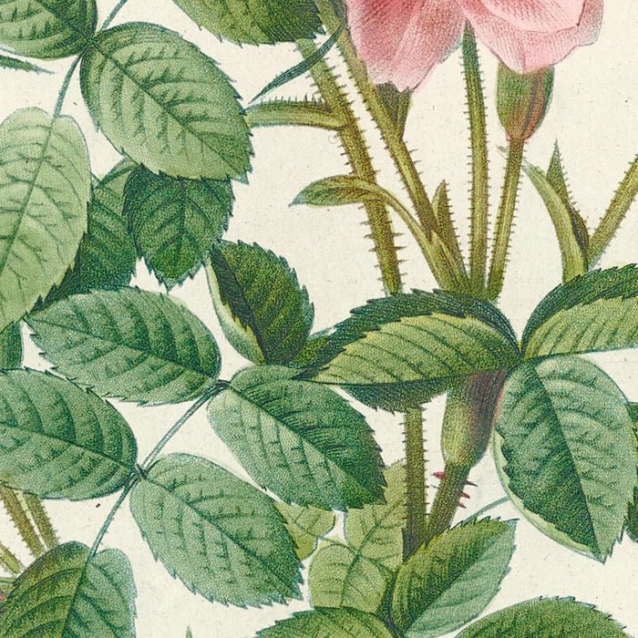 Rosa Pomponia by Pierre Joseph Redouté, 1817