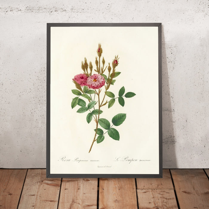 A framed image of Rosa Pomponiana Muscosa by Pierre Joseph Redouté, 1817