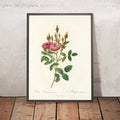 A framed image of Rosa Pomponiana Muscosa by Pierre Joseph Redouté, 1817