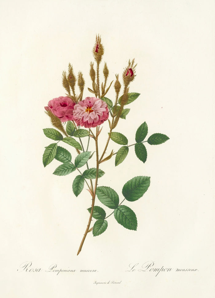 Rosa Pomponiana Muscosa by Pierre Joseph Redouté, 1817