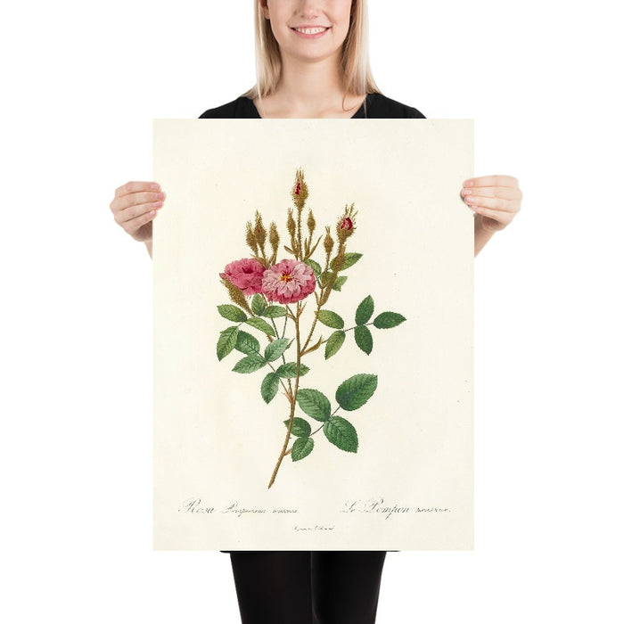 Rosa Pomponiana Muscosa by Pierre Joseph Redouté, 1817