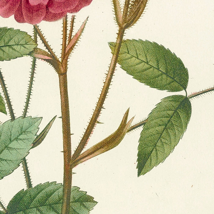 Rosa Pomponiana Muscosa by Pierre Joseph Redouté, 1817
