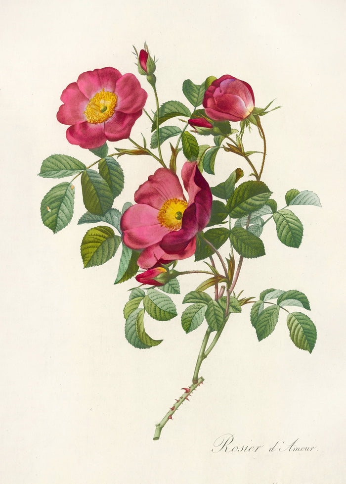 Rosa pumila by Pierre Joseph Redouté, 1817