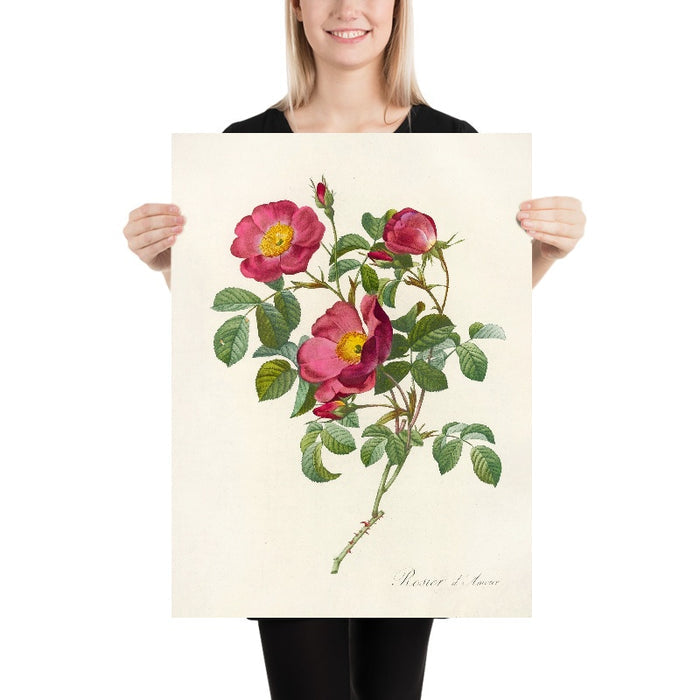 Rosa pumila by Pierre Joseph Redouté, 1817
