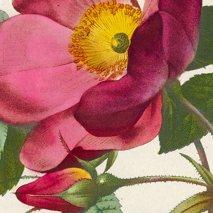 Rosa pumila by Pierre Joseph Redouté, 1817