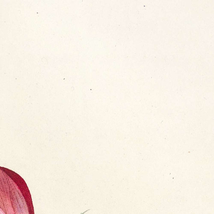 Rosa pumila by Pierre Joseph Redouté, 1817