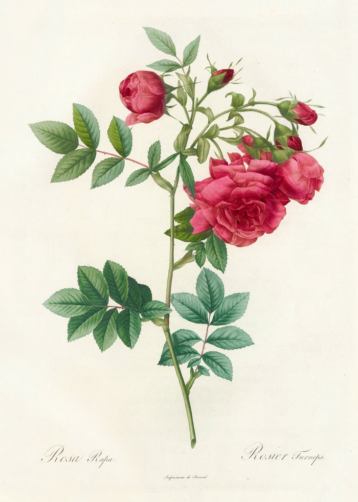 Rosa Rapa by Pierre Joseph Redouté, 1817