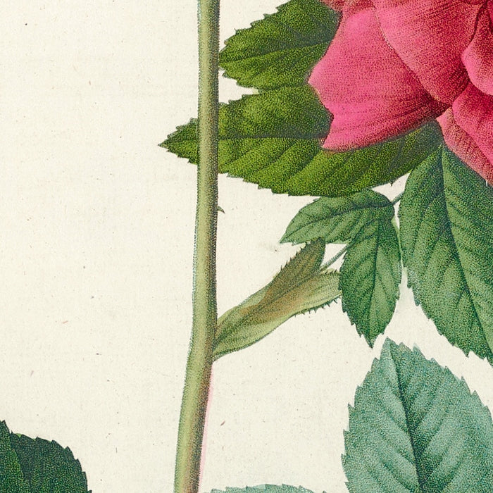 Rosa Rapa by Pierre Joseph Redouté, 1817