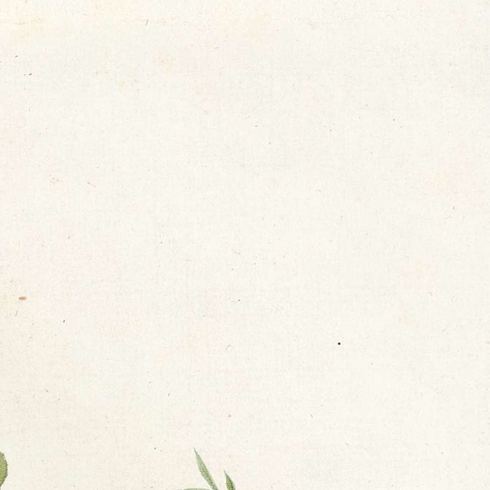 Rosa Rapa by Pierre Joseph Redouté, 1817