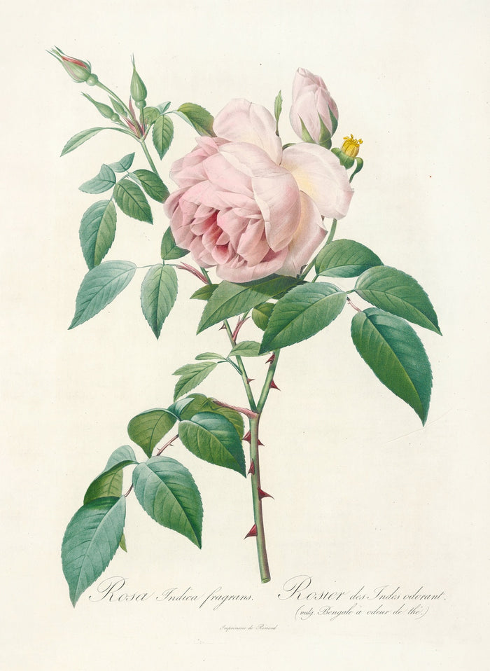 Rose (Rosa indica fragrans) by Pierre Joseph Redouté, 1817