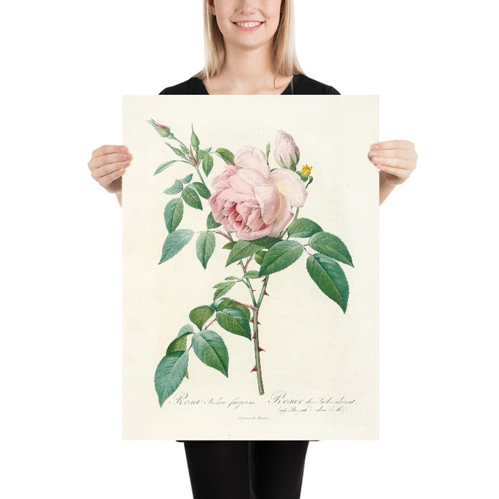 Rose (Rosa indica fragrans) by Pierre Joseph Redouté, 1817