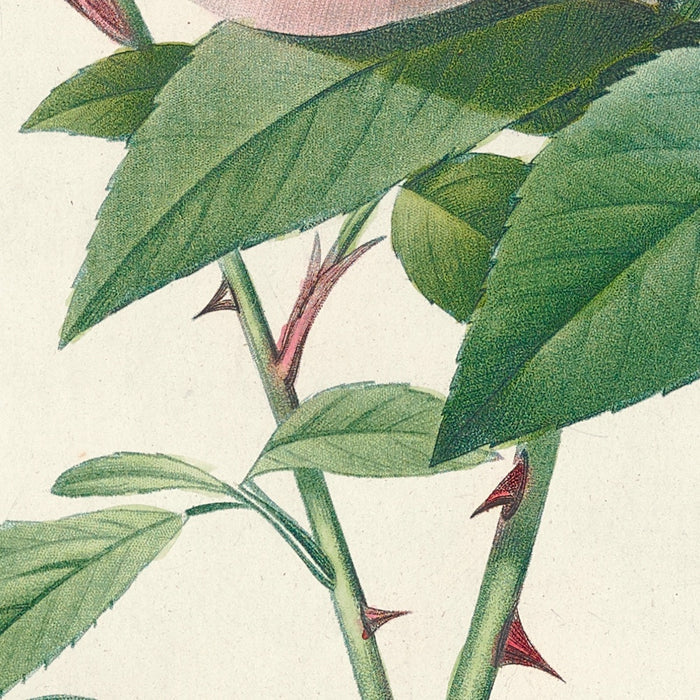 Rose (Rosa indica fragrans) by Pierre Joseph Redouté, 1817