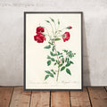 A framed image of Rose (Rosa indica sertulata) by Pierre Joseph Redouté, 1817