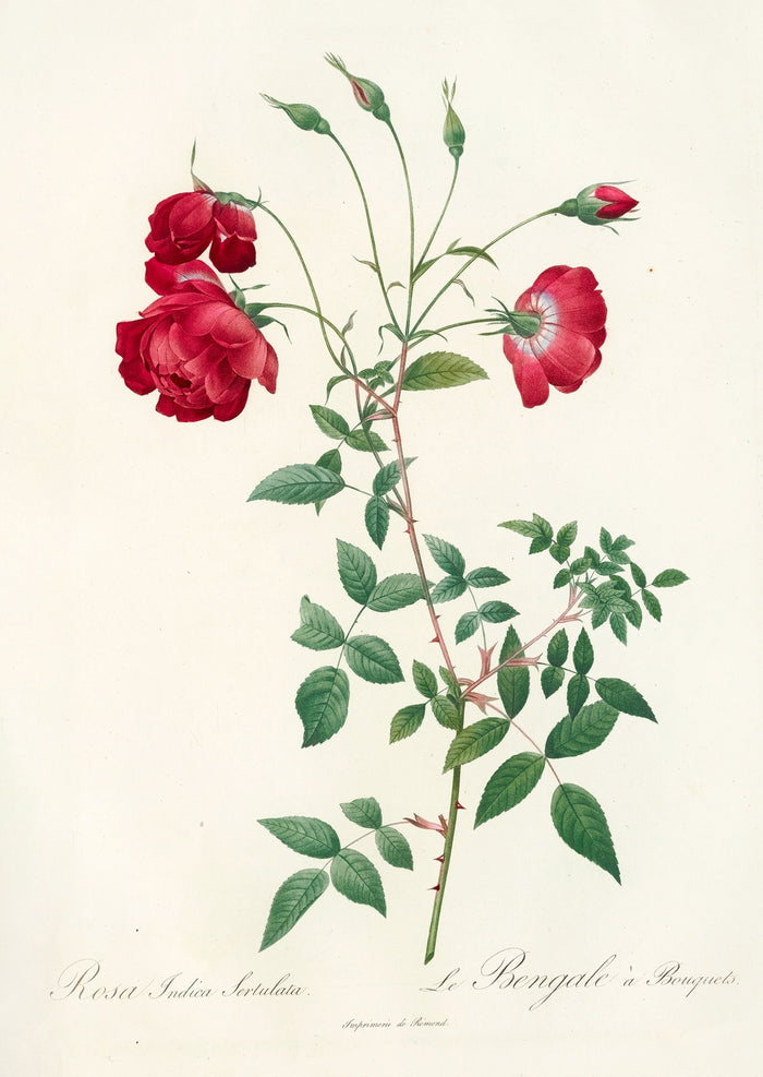 Rose (Rosa indica sertulata) by Pierre Joseph Redouté, 1817