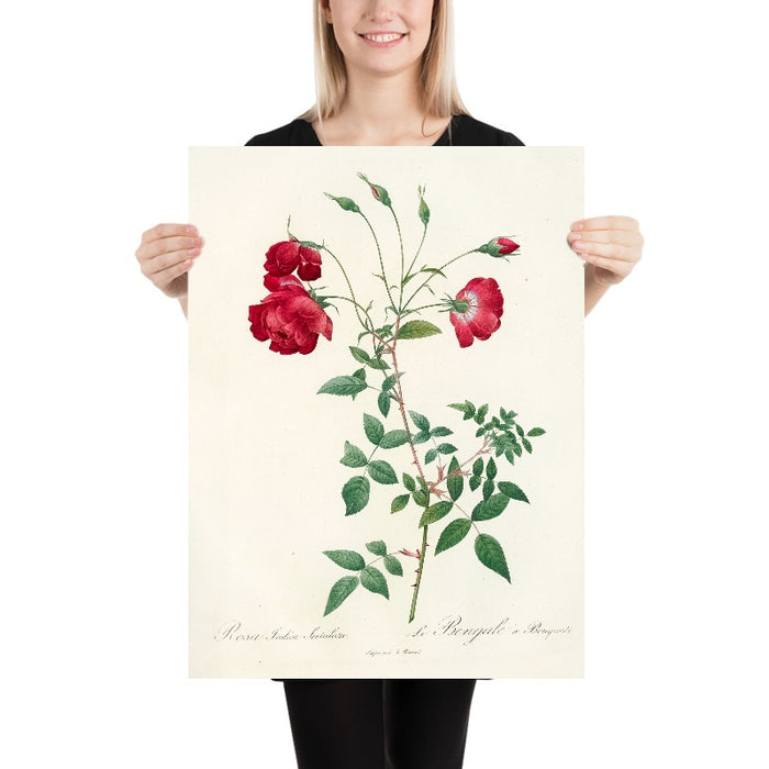 Rose (Rosa indica sertulata) by Pierre Joseph Redouté, 1817