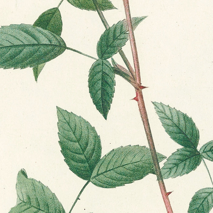 Rose (Rosa indica sertulata) by Pierre Joseph Redouté, 1817