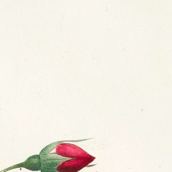 Rose (Rosa indica sertulata) by Pierre Joseph Redouté, 1817