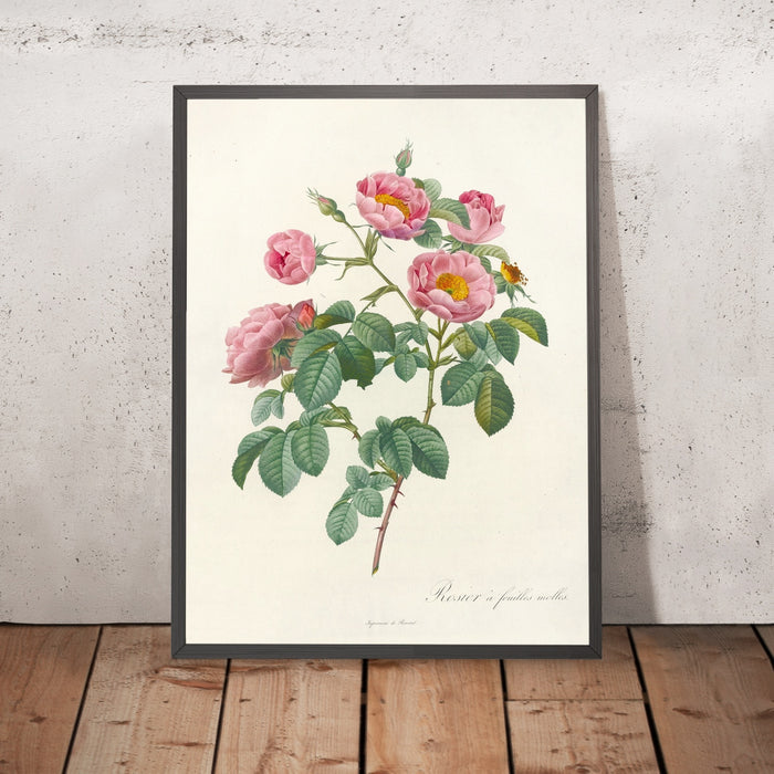 A framed image of Rose (Rosa mollissima flore submultiplici) by Pierre Joseph Redouté, 1817