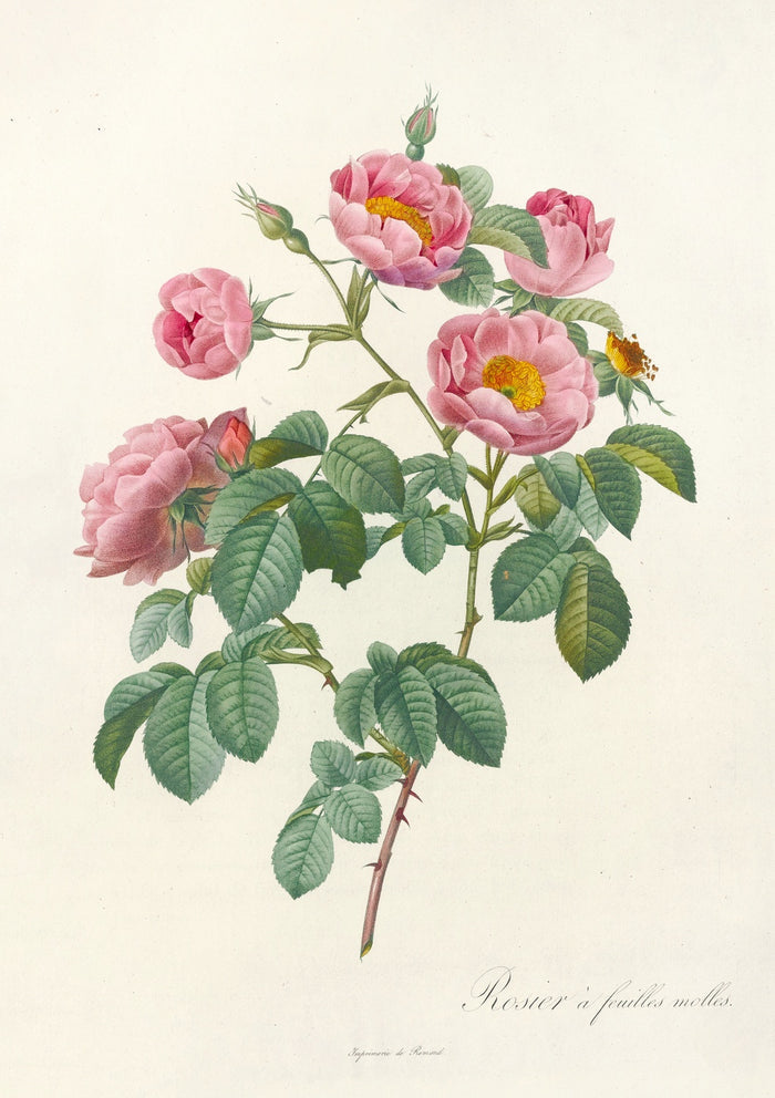 Rose (Rosa mollissima flore submultiplici) by Pierre Joseph Redouté, 1817