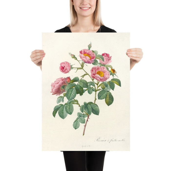 Rose (Rosa mollissima flore submultiplici) by Pierre Joseph Redouté, 1817