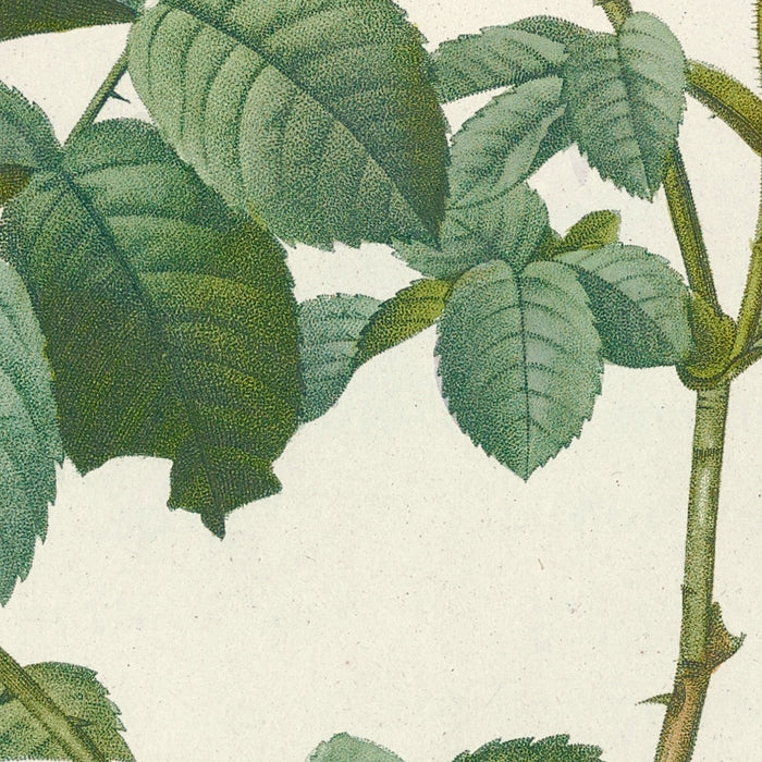 Rose (Rosa mollissima flore submultiplici) by Pierre Joseph Redouté, 1817