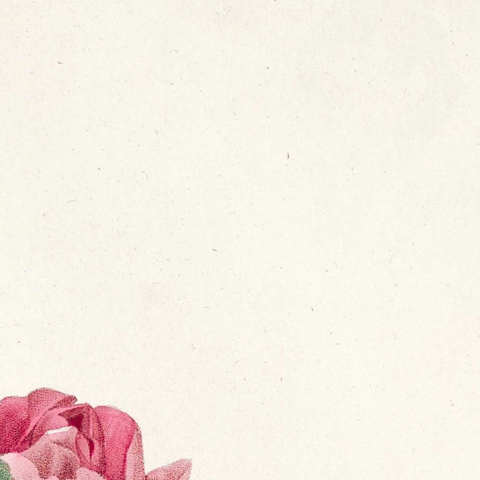 Rose (Rosa mollissima flore submultiplici) by Pierre Joseph Redouté, 1817