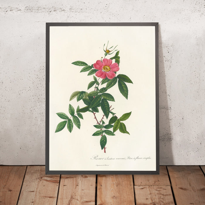 A framed image of Rose (Rosa reclinata flore simplici) by Pierre Joseph Redouté, 1817