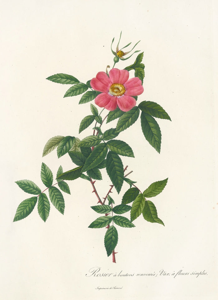 Rose (Rosa reclinata flore simplici) by Pierre Joseph Redouté, 1817