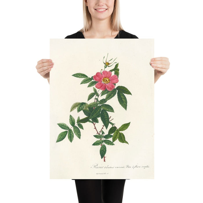 Rose (Rosa reclinata flore simplici) by Pierre Joseph Redouté, 1817