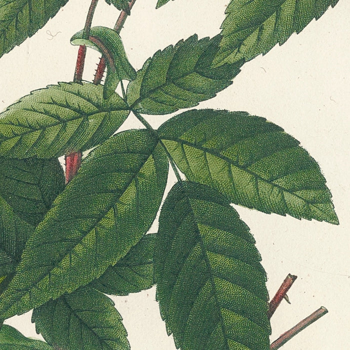 Rose (Rosa reclinata flore simplici) by Pierre Joseph Redouté, 1817