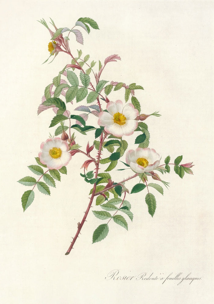 Rose (Rosa Redutea Glauca) by Pierre Joseph Redouté, 1817