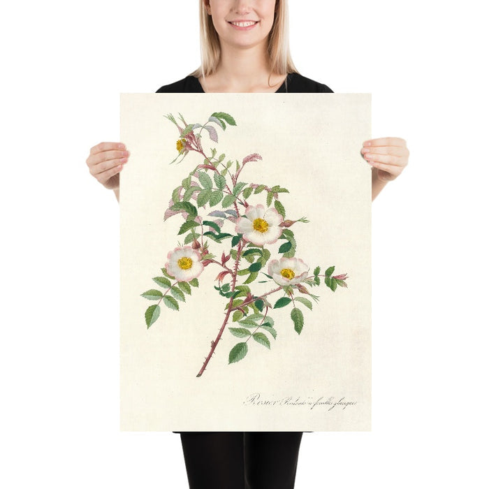 Rose (Rosa Redutea Glauca) by Pierre Joseph Redouté, 1817