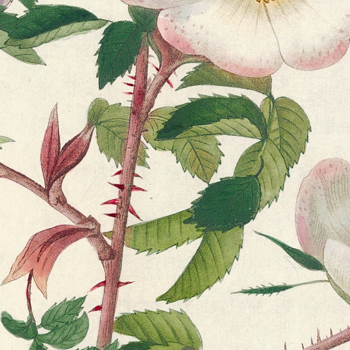 Rose (Rosa Redutea Glauca) by Pierre Joseph Redouté, 1817