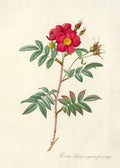 Rose (Rosa Redutea Rubescens) by Pierre Joseph Redouté, 1817