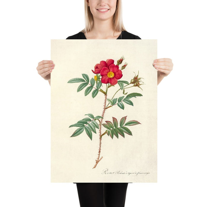 Rose (Rosa Redutea Rubescens) by Pierre Joseph Redouté, 1817