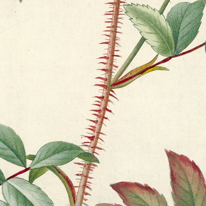 Rose (Rosa Redutea Rubescens) by Pierre Joseph Redouté, 1817