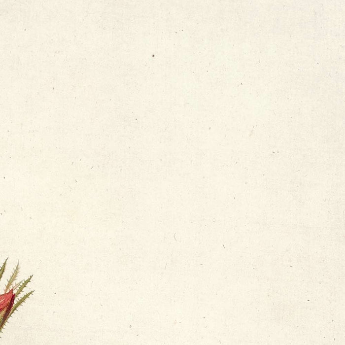 Rose (Rosa Redutea Rubescens) by Pierre Joseph Redouté, 1817