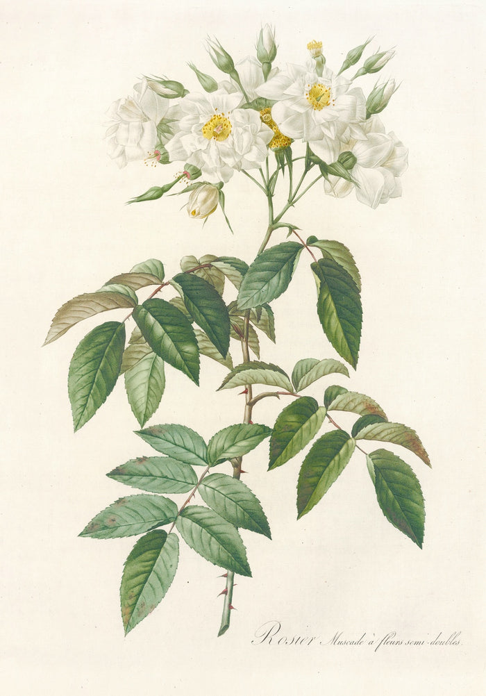 Semi-Double Musk Rose (Rosa moschata) by Pierre Joseph Redouté, 1817