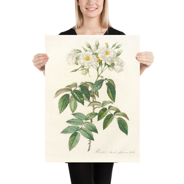 Semi-Double Musk Rose (Rosa moschata) by Pierre Joseph Redouté, 1817
