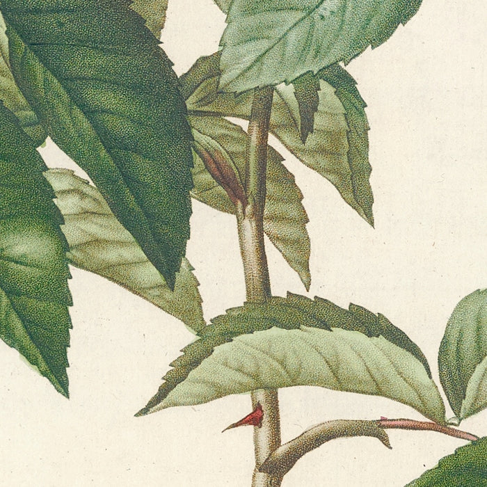 Semi-Double Musk Rose (Rosa moschata) by Pierre Joseph Redouté, 1817