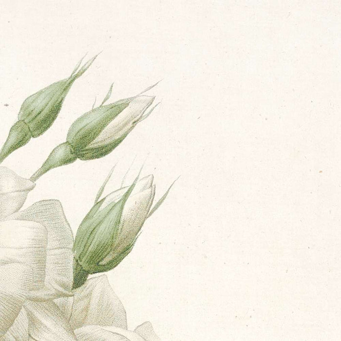 Semi-Double Musk Rose (Rosa moschata) by Pierre Joseph Redouté, 1817
