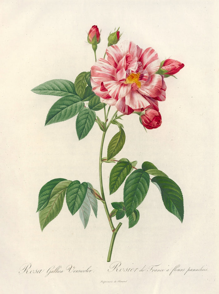 Striped Rose (Rosa gallica versicolor) by Pierre Joseph Redouté, 1817